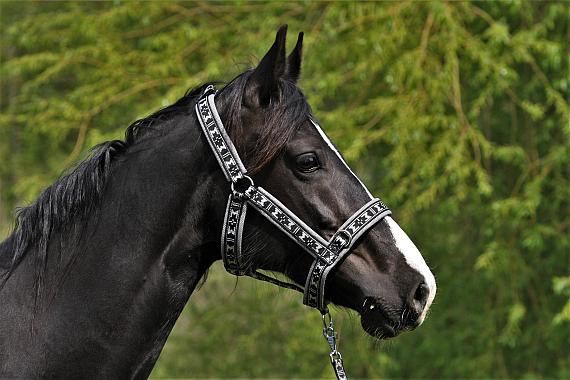 Manmat halster maat S (3070031)