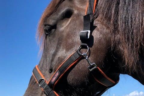 Manmat Halster maat XL (3070031)