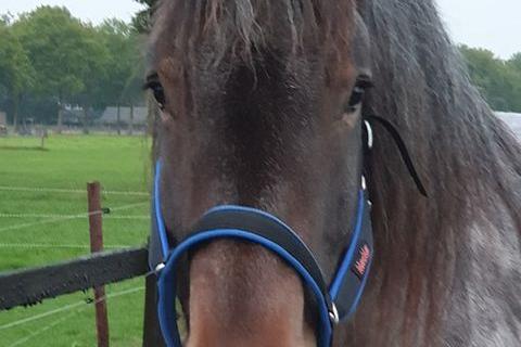 Manmat halster maat XXL (3070031)