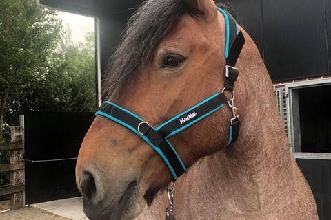 Manmat halster maat XXXL (3070031)